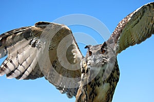 Eurasian Eagle Owl