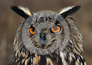 Eurasian Eagle-Owl