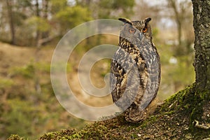 Eurasian Eagle Owl
