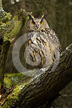 Eurasian Eagle Owl
