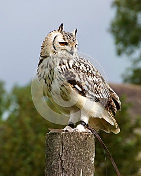 Eurasian Eagle Owl