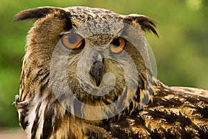 Eurasian Eagle Owl