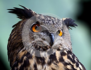 Eurasian Eagle Owl