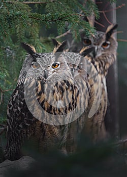 Eurasian eagle-owl