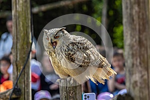 Eurasian eagle-owl