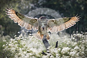 Eurasian Eagle Owl