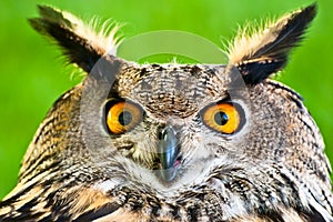 Eurasian Eagle-owl