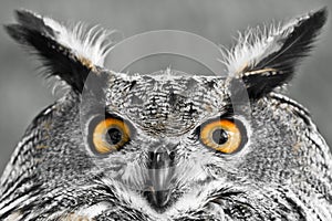 Eurasian Eagle-owl