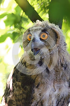 Eurasian Eagle owl