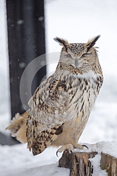 Eurasian Eagle Owl