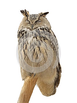 Eurasian Eagle-Owl