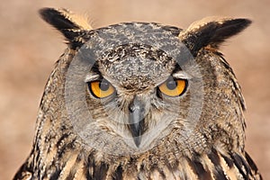 Eurasian Eagle Owl