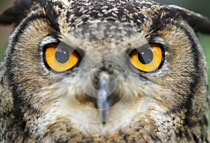 Eurasian Eagle Owl photo