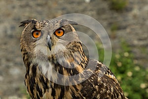 An Eurasian Eagle owl