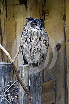 Eurasian eagle-owl in all of its majesty.