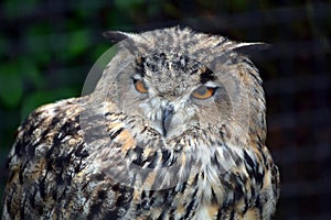 Eurasian Eagle Owl