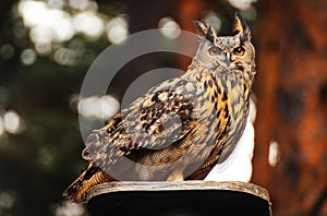 Eurasian eagle owl