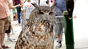 Eurasian eagle-owl Bubo bubo