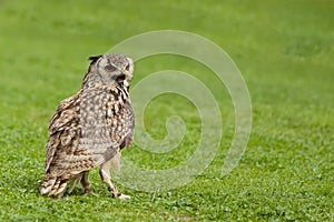 Eurasian Eagle Owl Bubo bubo