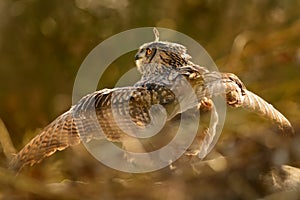 Eurasian Eagle-Owl - Bubo bubo