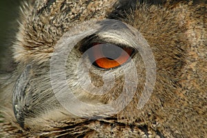 Eurasian eagle-owl (Bubo bubo)