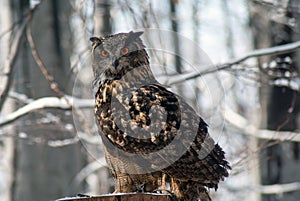 Eurasian eagle-owl bubo bubo