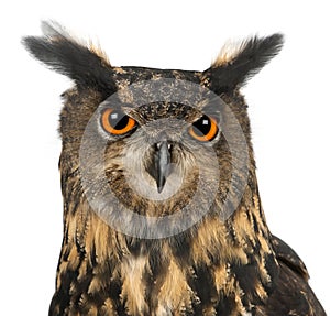 Eurasian Eagle-Owl, Bubo bubo, 15 years old