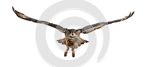 Eurasian Eagle-Owl, Bubo bubo, 15 years old