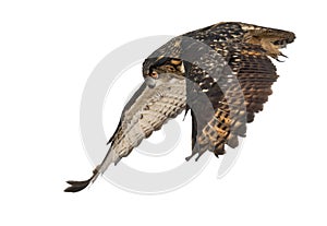 Eurasian Eagle-Owl, Bubo bubo, 15 years old