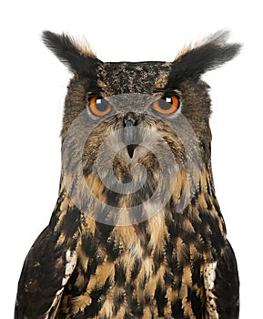 Eurasian Eagle-Owl, Bubo bubo, 15 years old