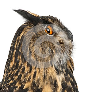 Eurasian Eagle-Owl, Bubo bubo, 15 years old