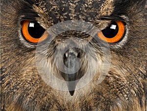 Eurasian Eagle-Owl, Bubo bubo, 15 years old