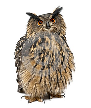 Eurasian Eagle-Owl, Bubo bubo, 15 years old