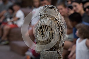 The Eurasian eagle-owl Bubo bubo