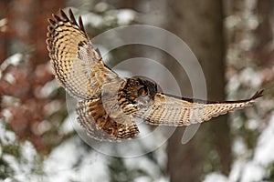 Eurasian eagle-owl Bubo bubo