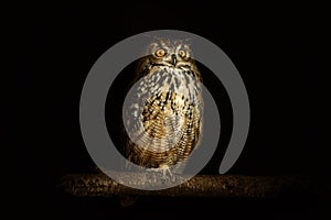 Eurasian eagle-owl Bubo bubo