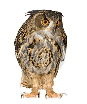 Eurasian Eagle Owl - Bubo bubo (22 months)