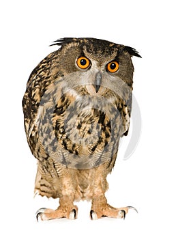 Eurasian Eagle Owl - Bubo bubo (22 months)