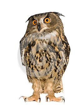 Eurasian Eagle Owl - Bubo bubo (22 months)