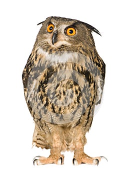 Eurasian Eagle Owl - Bubo bubo (22 months)