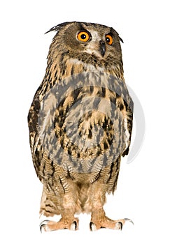 Eurasian Eagle Owl - Bubo bubo (22 months)