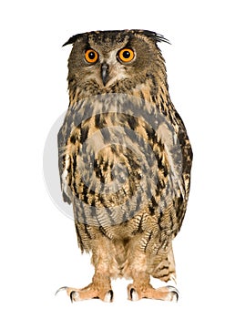 Eurasian Eagle Owl - Bubo bubo (22 months)