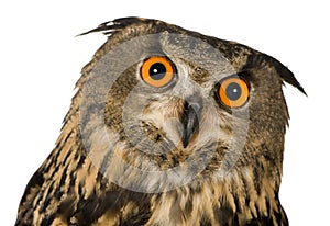 Eurasian Eagle Owl - Bubo bubo (22 months)