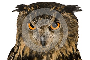 Eurasian Eagle Owl - Bubo bubo (22 months)