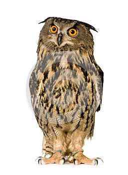 Eurasian Eagle Owl - Bubo bubo (22 months)