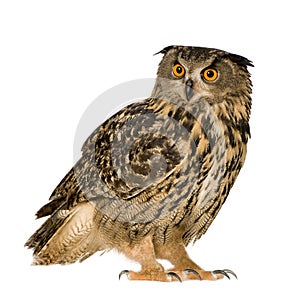 Eurasian Eagle Owl - Bubo bubo (22 months)