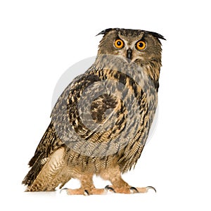 Eurasian Eagle Owl - Bubo bubo (22 months)