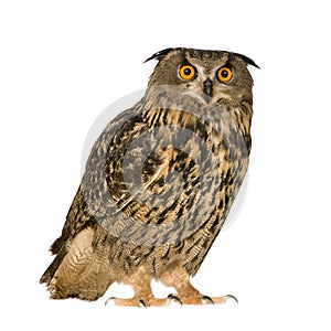 Eurasian Eagle Owl - Bubo bubo (22 months)