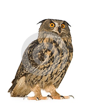 Eurasian Eagle Owl - Bubo bubo (22 months)