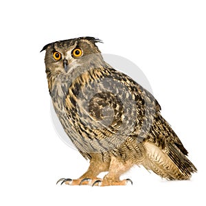 Eurasian Eagle Owl - Bubo bubo (22 months)